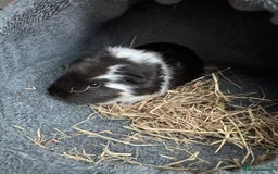 Guinea Pig rodents for sale: 2 sisters bonded female  - Image 2