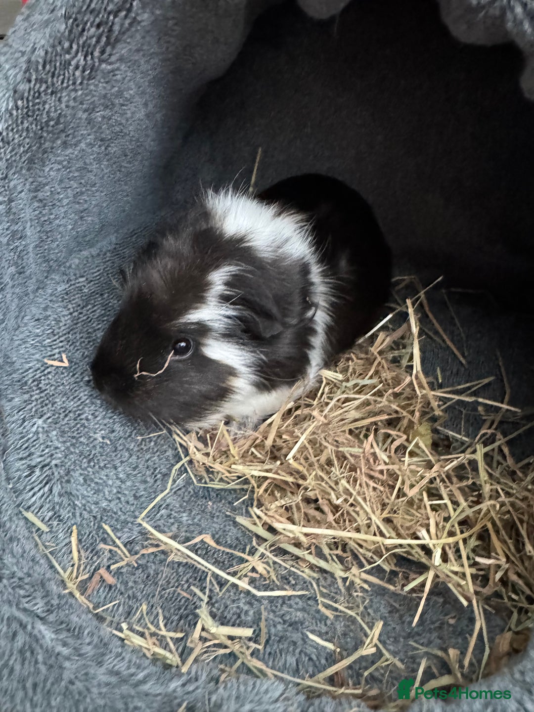Guinea Pig rodents for sale: 2 sisters bonded female  - Image 2