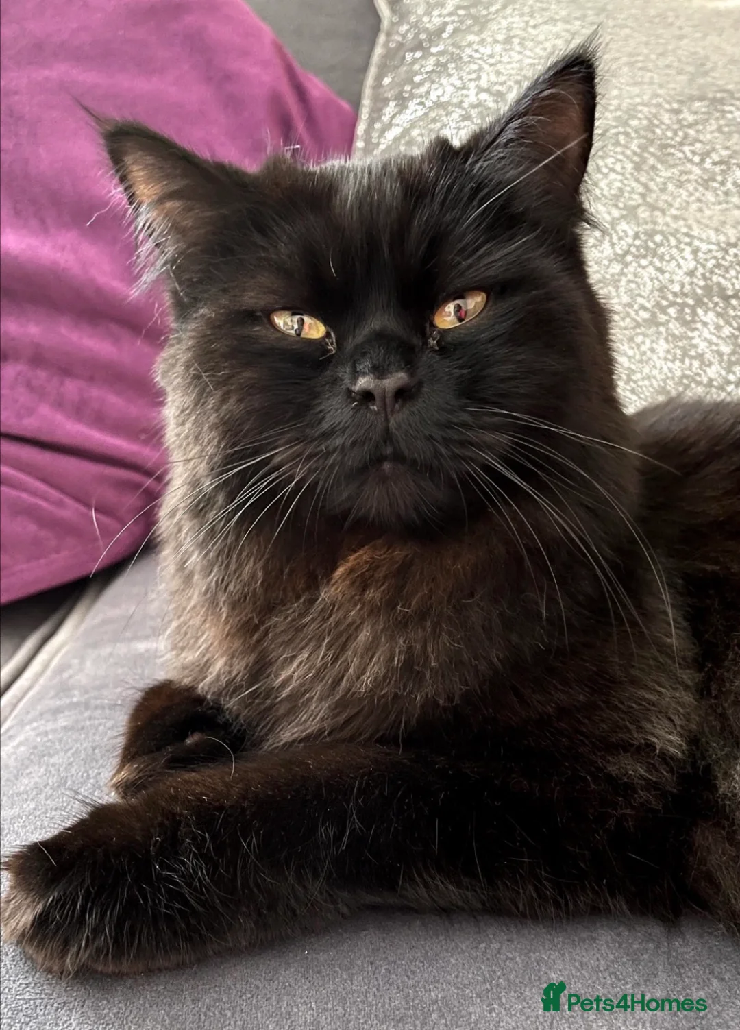 Mixed Breed cats for sale: Bonded Pair Teddy & Loki 🖤 Only to the Best Home - Advert 8