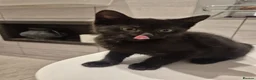 Mixed Breed cats for sale: Sweet little boy needing a new home - Advert 4