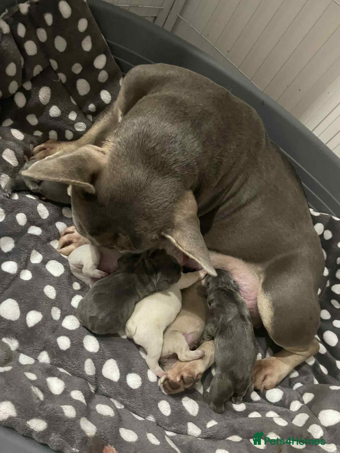 French Bulldog dogs for sale: KC registered male ready to leave now:) - Advert 7