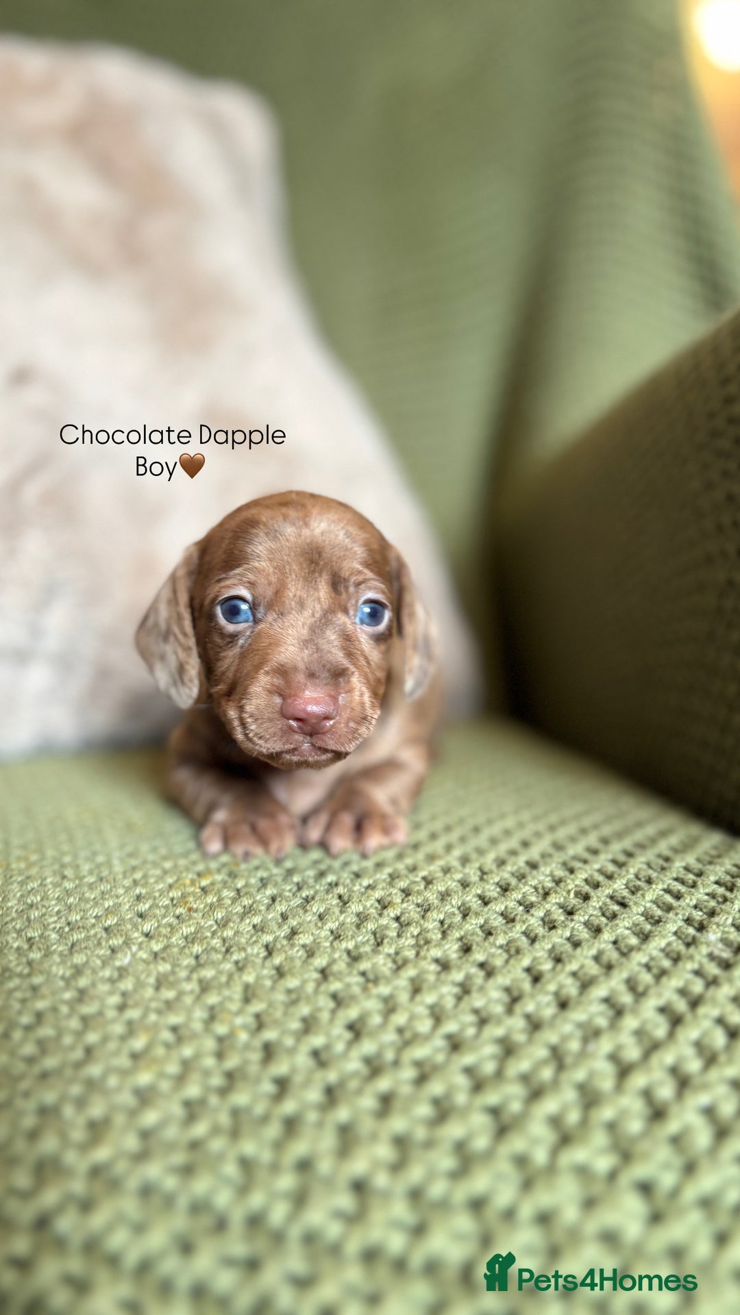 Miniature Dachshund dogs for sale: Smooth Haired Miniature Dachshunds - Advert 12