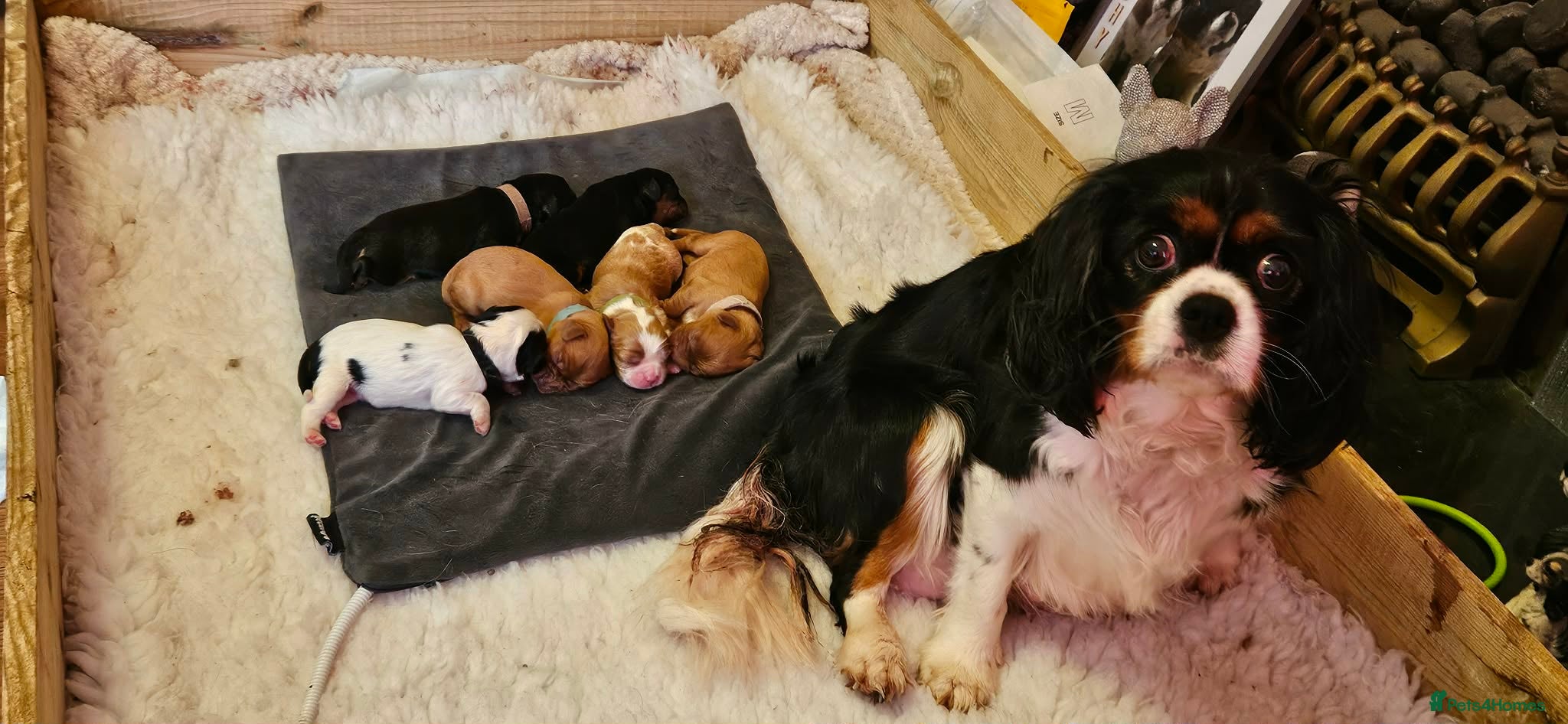 Cavalier King Charles Spaniel dogs Cavalier king charles spaniel pups for sale - Advert 6