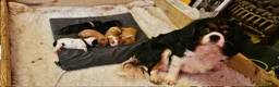 Cavalier King Charles Spaniel dogs for sale: Cavalier king charles spaniel pups for sale in Hull - Advert 1
