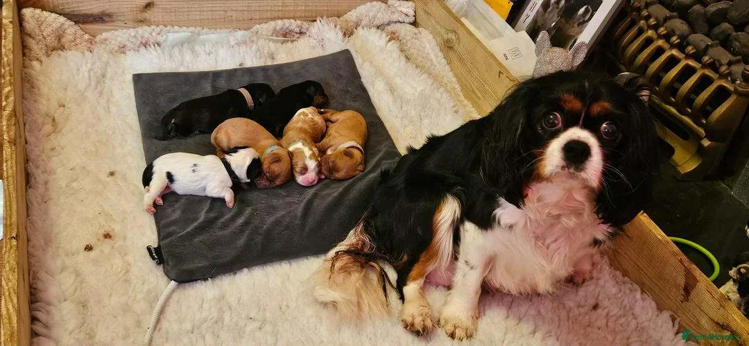 Cavalier King Charles Spaniel dogs for sale: Cavalier king charles spaniel pups for sale in Hull - Advert 1