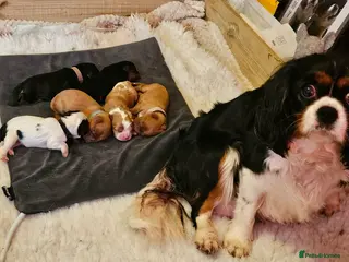 Cavalier King Charles Spaniel dogs Cavalier king charles spaniel pups for sale - Advert 6