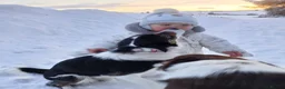 Border Collie dogs for sale: Outstanding Tri-Colour Border Collie Puppies - Advert 21