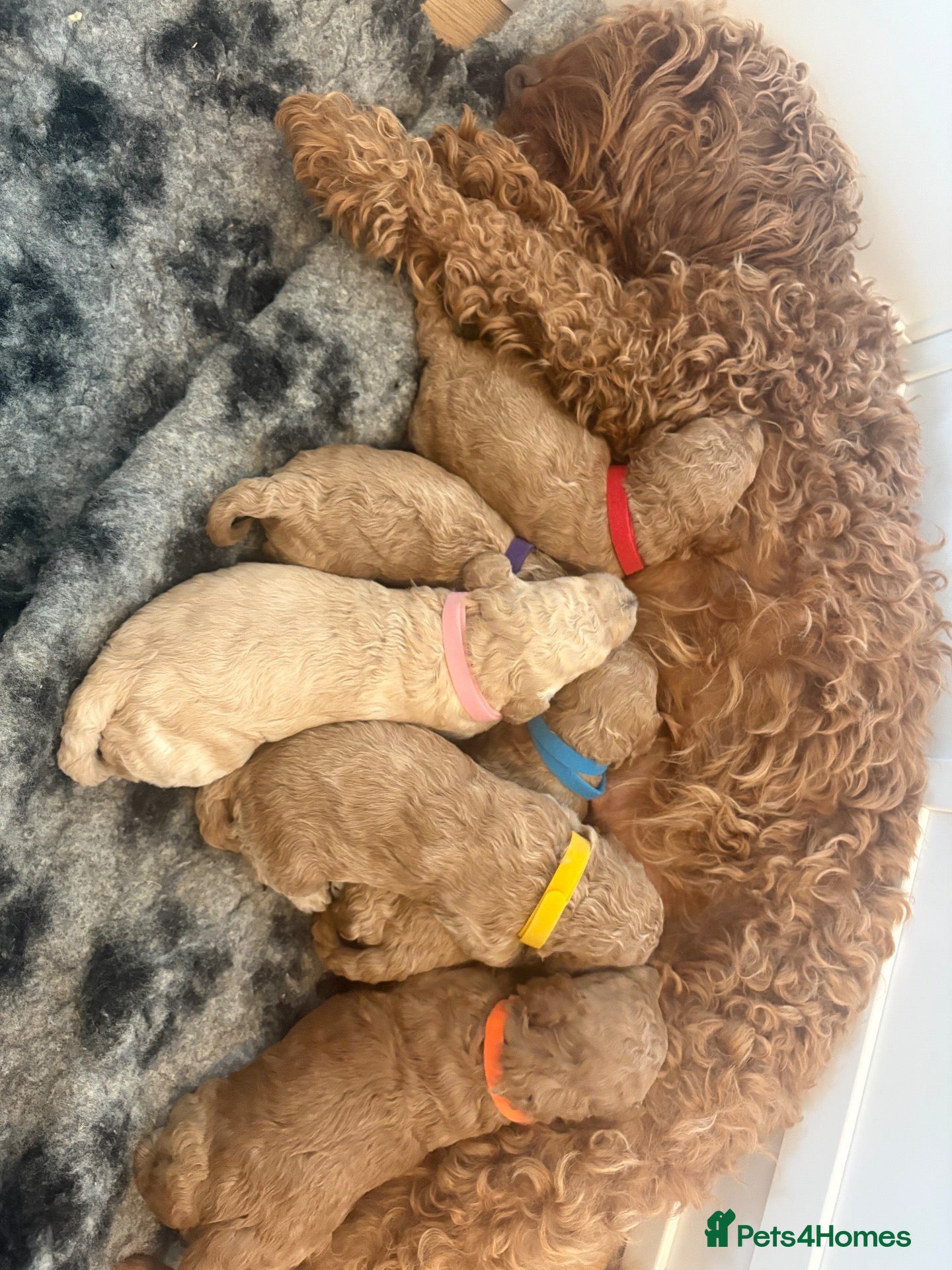 Cockapoo dogs F1B Cockapoos  - Advert 19