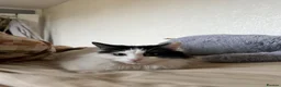 British Longhair cats for sale: Beautiful long haired female cat for sale - Advert 12
