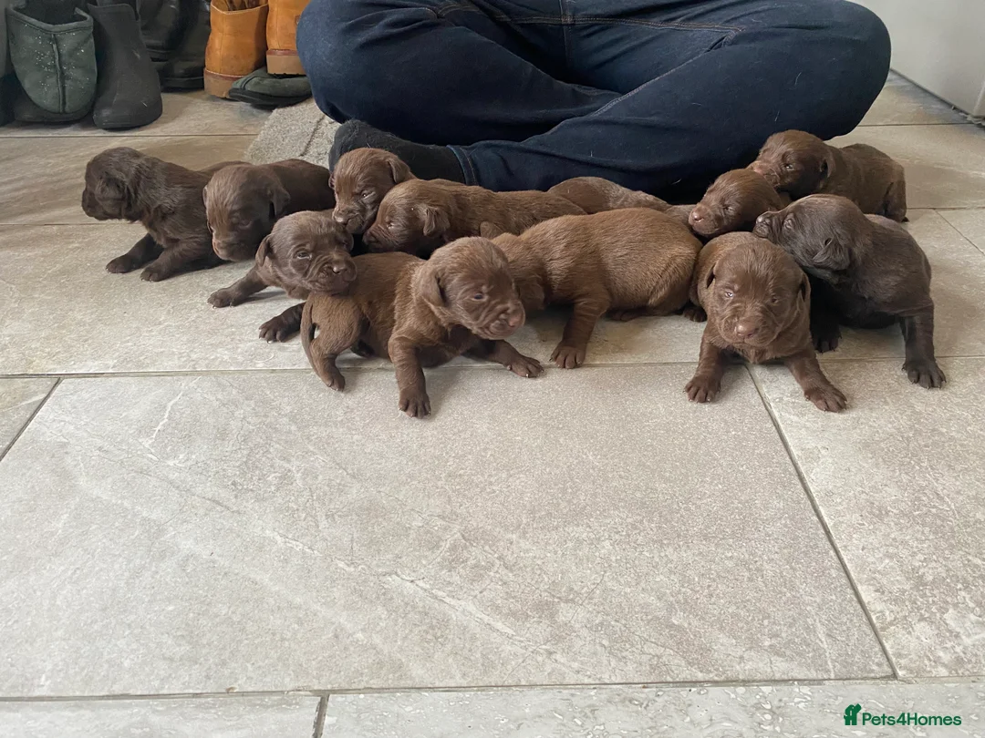 Labrador Retriever dogs for sale: BEAUTIFUL LITTER LABRADOR PUPS READY 9TH MARCH - Advert 11