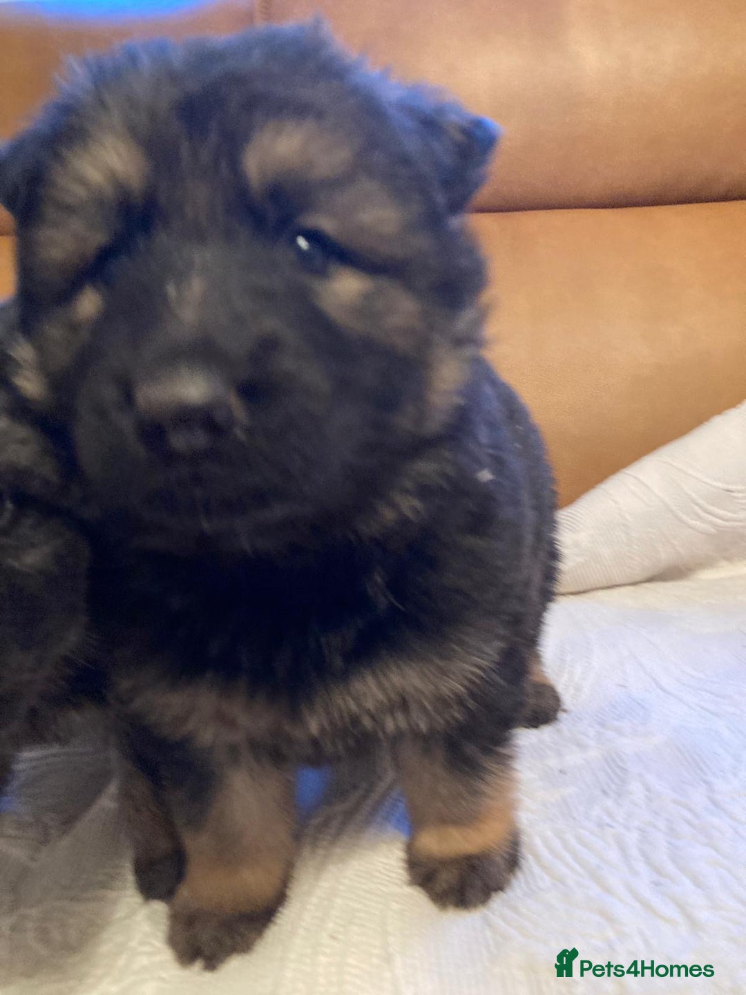 German Shepherd dogs for sale: Beautiful German shepherd Puppies - Advert 13