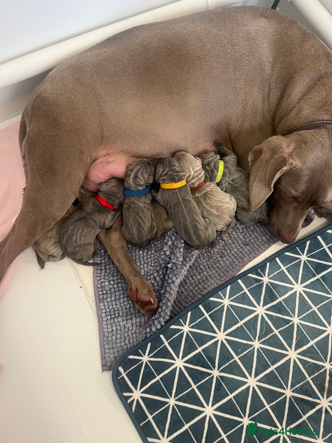 Weimaraner dogs for sale: Wiemaraner puppies - Advert 6