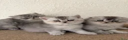 Scottish Fold cats for sale: Adorable Scottish Fold Kittens  - Advert 26