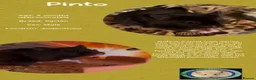 Hamster rodents for sale: Hamsters  - Advert 20