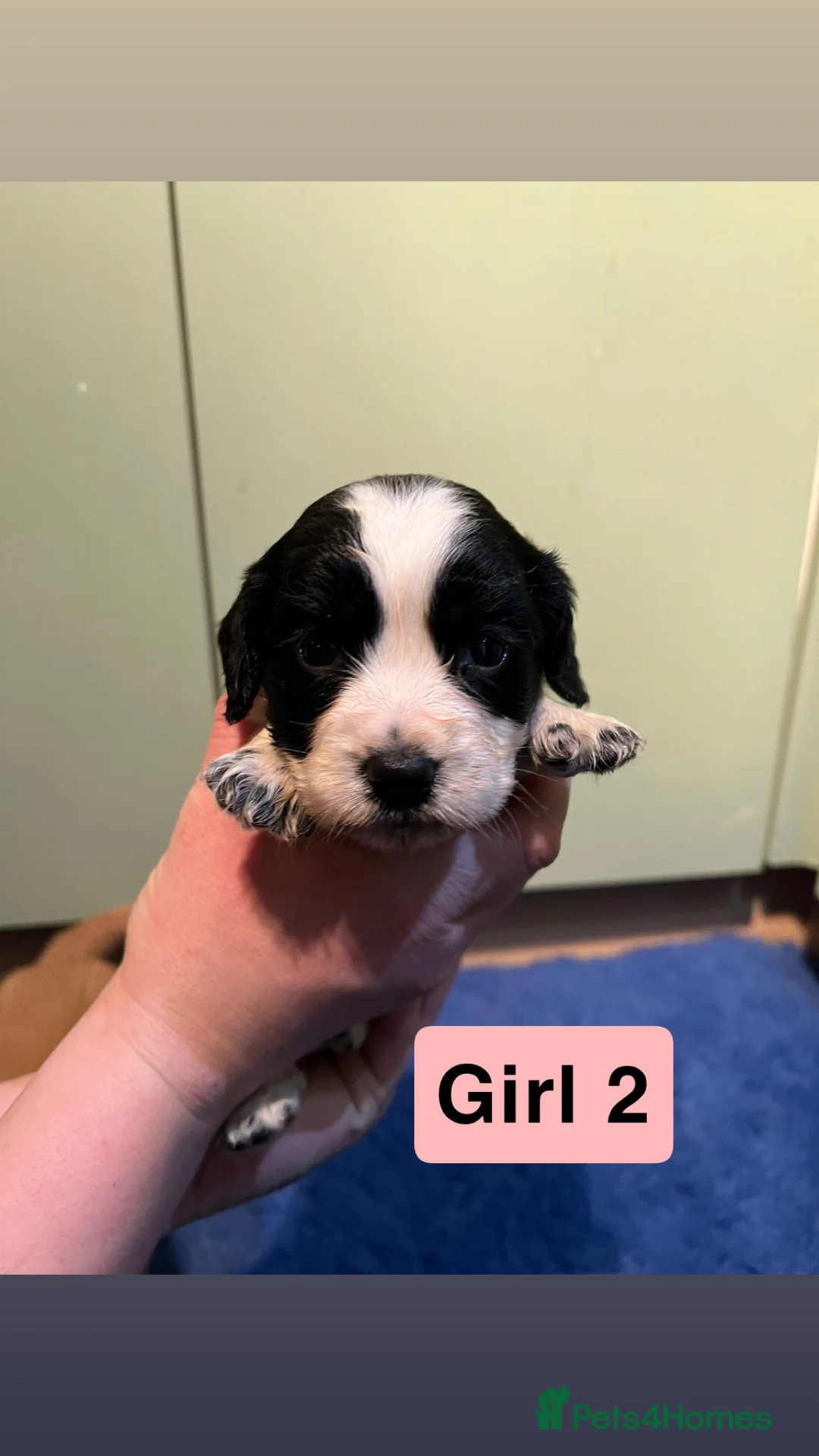 Cocker Spaniel dogs for sale: Kc Reg,health clear, working type cocker spaniel - Advert 10