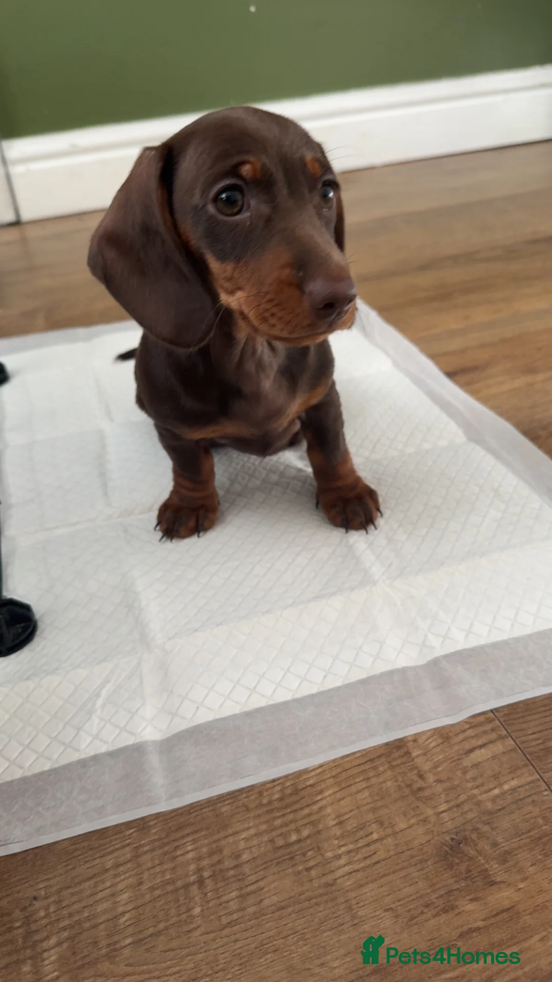 Dachshund dogs for sale: LAST ONE LEFT ! Girl dachshund  - Advert 1