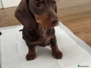 Dachshund dogs LAST ONE LEFT ! Girl dachshund - Advert 8