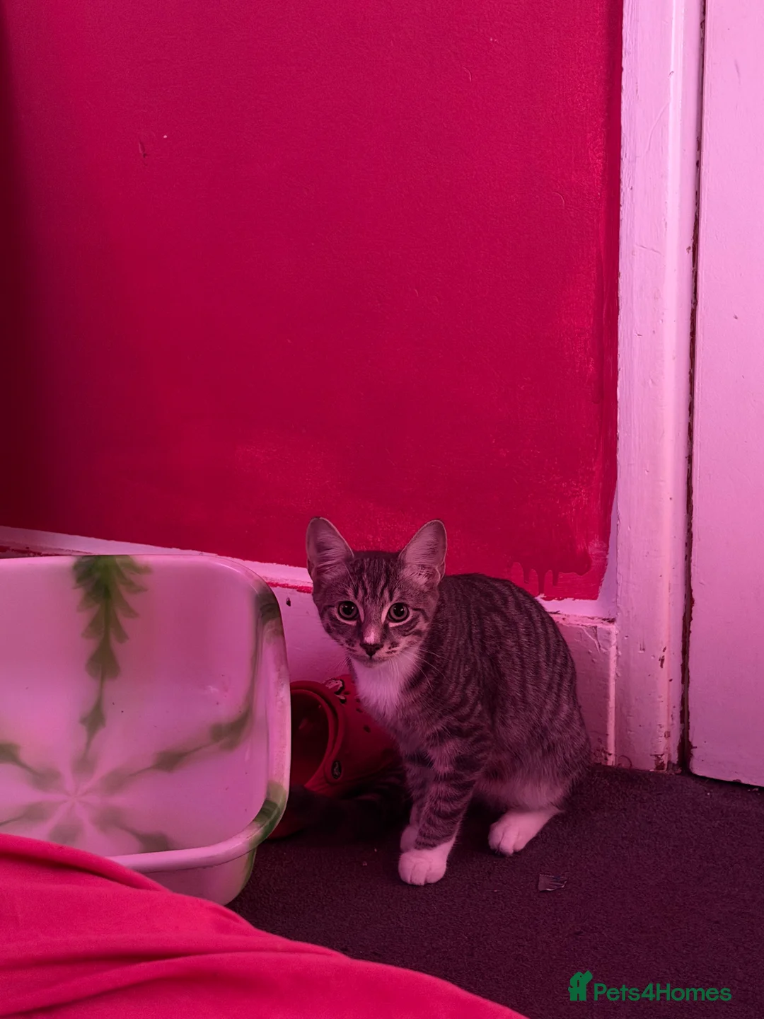 British Shorthair cats for sale: Grey British shorthair kitten - Advert 2