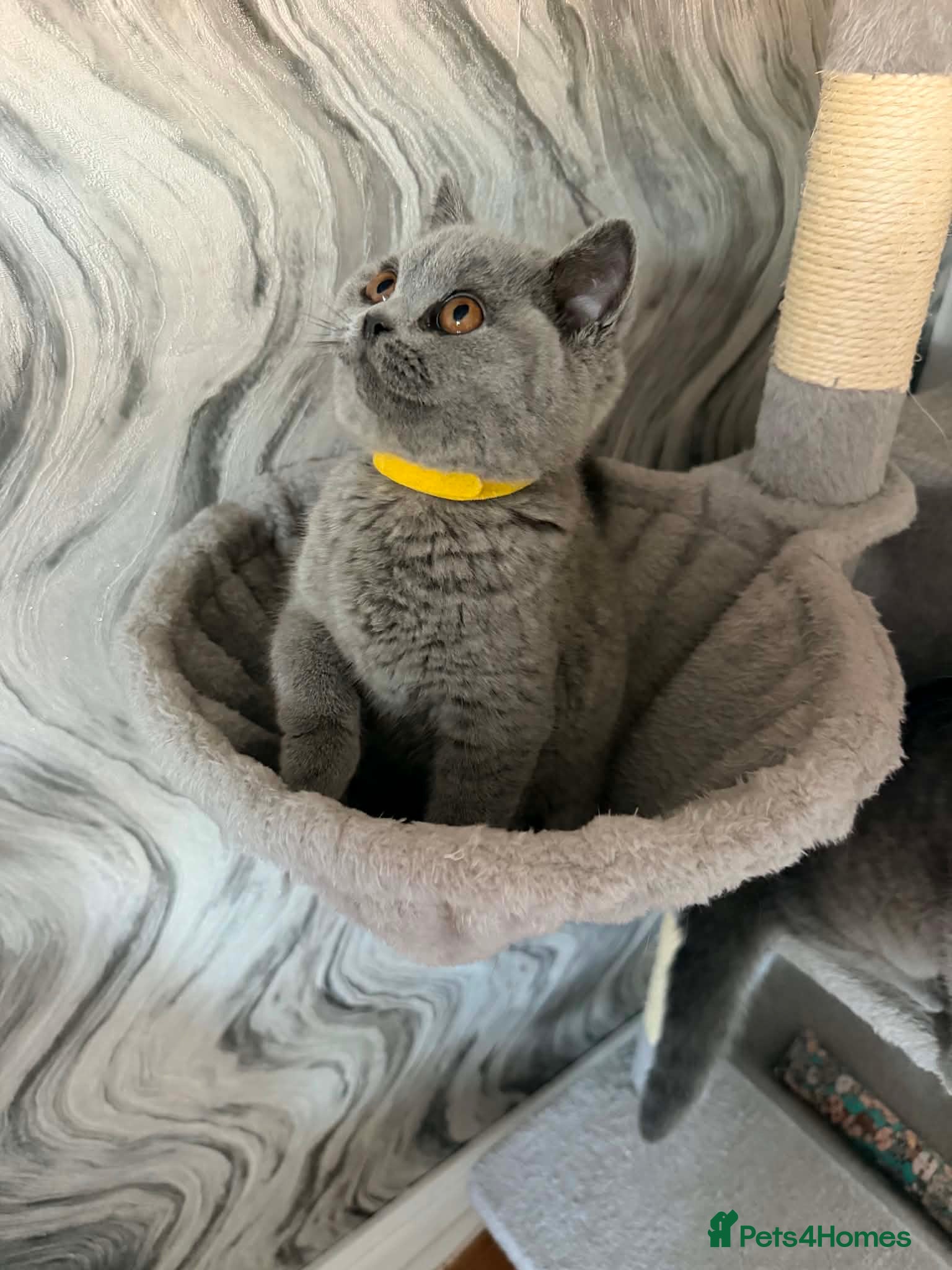 British Shorthair cats 2 GIRLS SISTERS READY  - GCCF BRITISH SHORTHAIR - Advert 2