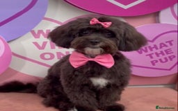 Shihpoo dogs for sale: F1B Toy Poodle 🔥 **READY TO GO** in Glasgow - Image 6
