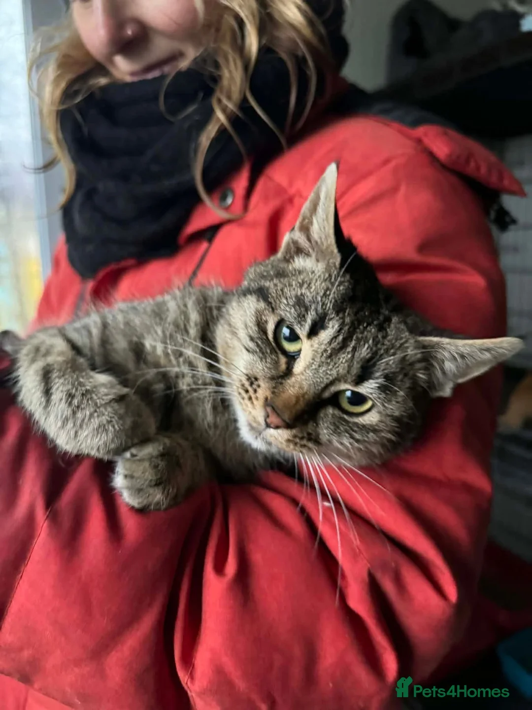 Mixed Breed cats for adoption: Sawyer - Norwich Norfolk  - Advert 2