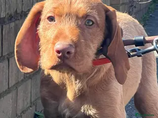 Hungarian Vizsla dogs Beautiful Hungarian Vizsla Puppies READY NOW - Advert 13