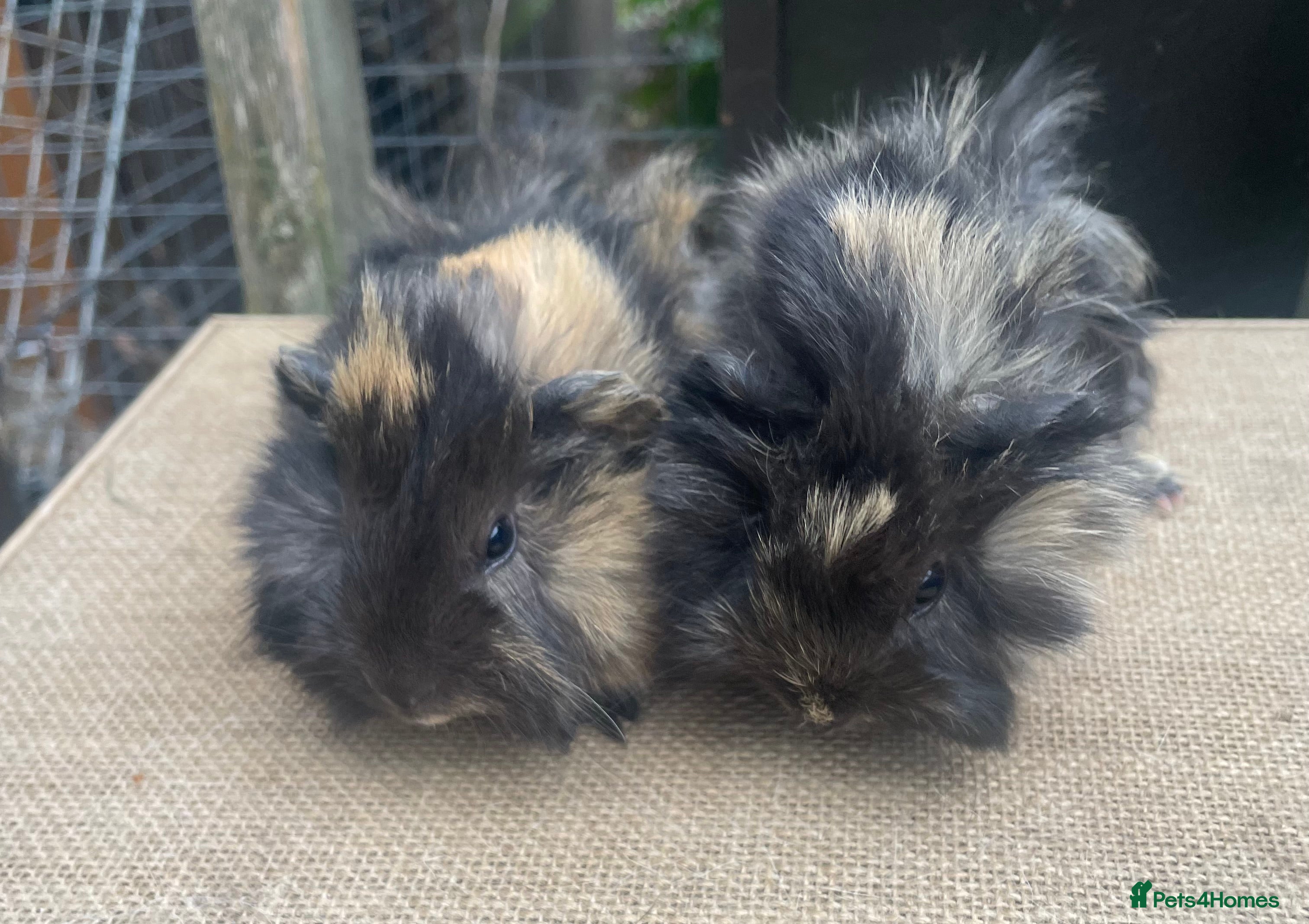 Guinea Pig rodents Beautiful baby girls  - Advert 10