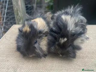 Guinea Pig rodents Beautiful baby girls - Advert 10