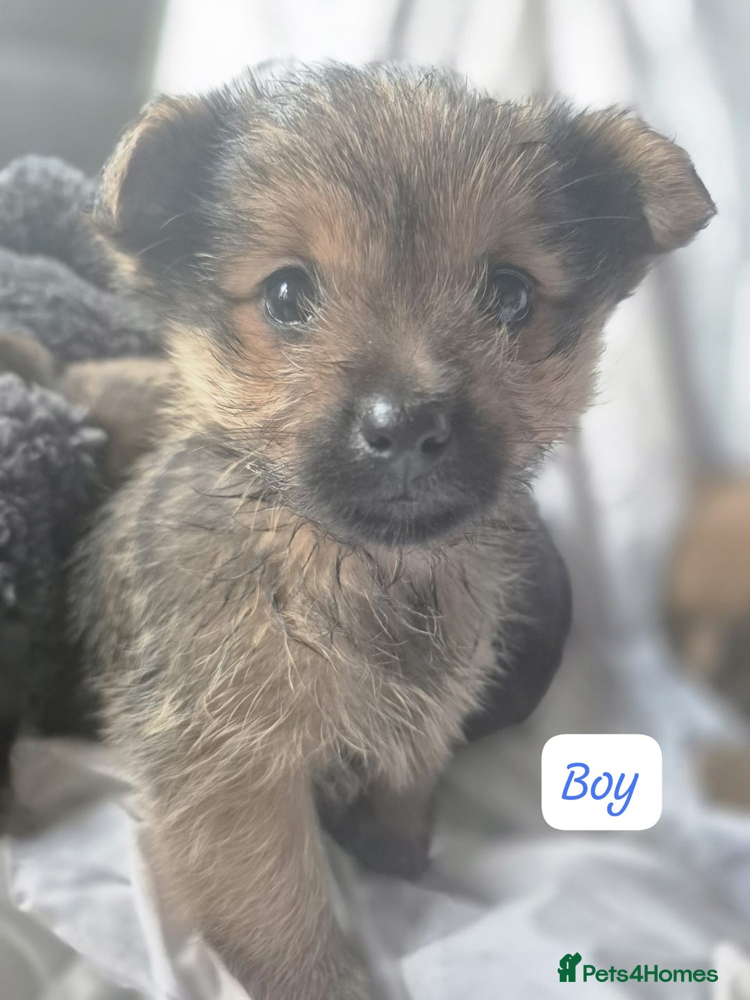 Pomeranian dogs for sale: Pomeranian Puppies - Advert 1