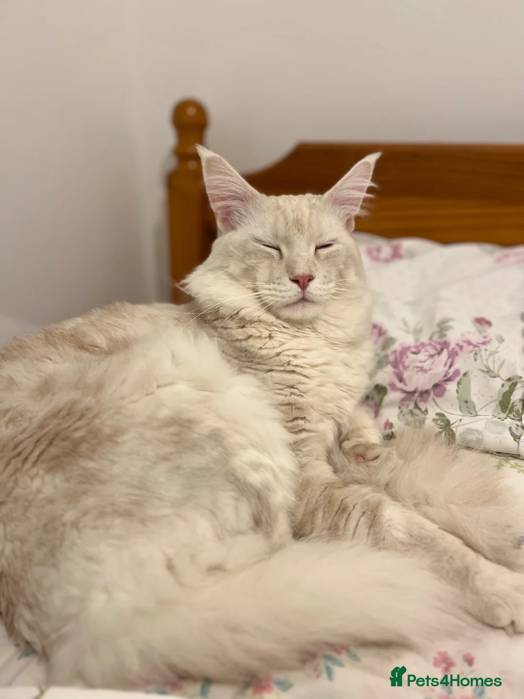 Maine Coon cats for sale: Purebred Maine Coon kittens - Advert 17