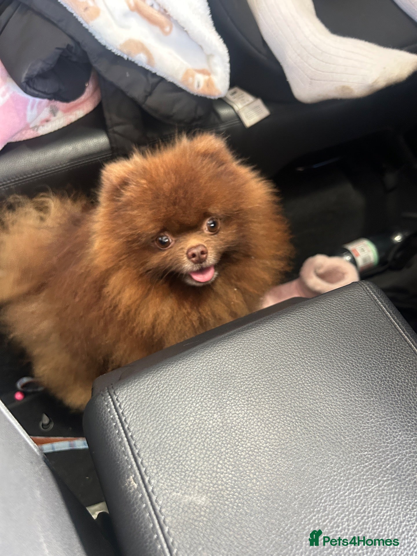 Pomeranian dogs for stud: 🤎Chocolate TeddyBear Pomeranian🤎 - Advert 1