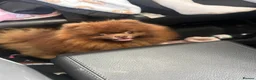 Pomeranian dogs for stud: 🤎Chocolate TeddyBear Pomeranian🤎 - Advert 1