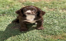 Cocker Spaniel dogs for sale: Stunning cocker pups  - Image 7
