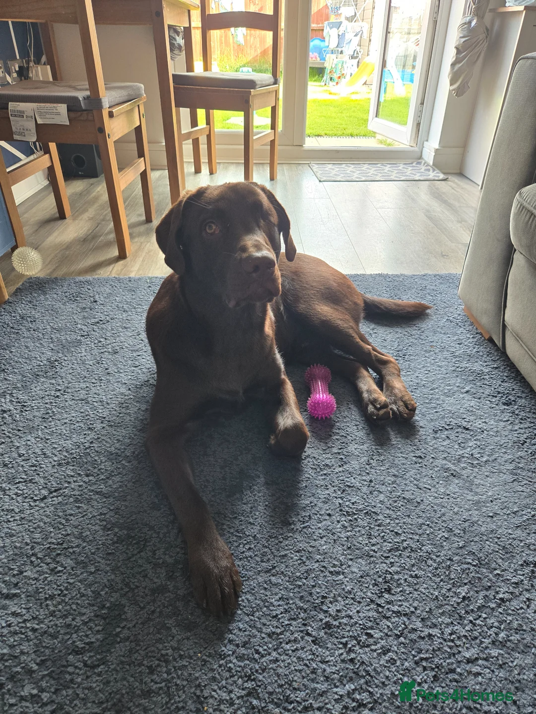 Mixed Breed dogs for sale: Yogi last chance  - Advert 1