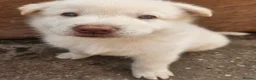 Shepsky dogs for sale: 6 Gorgeous Shepsky puppies for sale - Advert 7