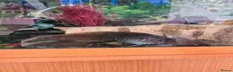 Axolotl reptiles for sale: 2 male axolotls in Stoke-on-Trent - Advert 2