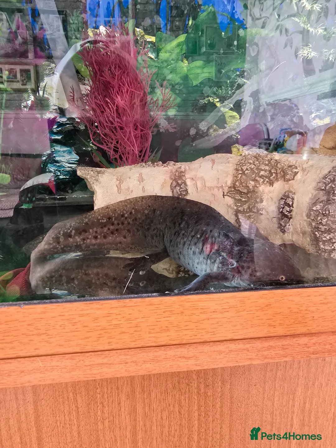 Axolotl reptiles for sale: 2 male axolotls in Stoke-on-Trent - Advert 2