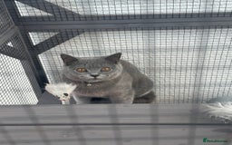 British Shorthair cats for stud: Sully the gentle Stud 🐾💙 - Image 4