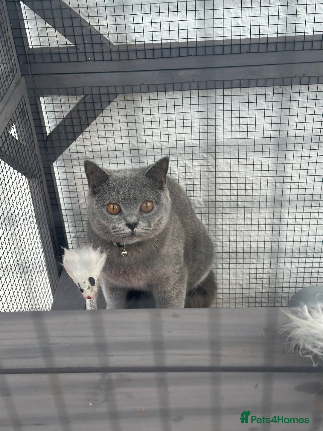 British Shorthair cats for stud: Sully the gentle Stud 🐾💙 - Image 4