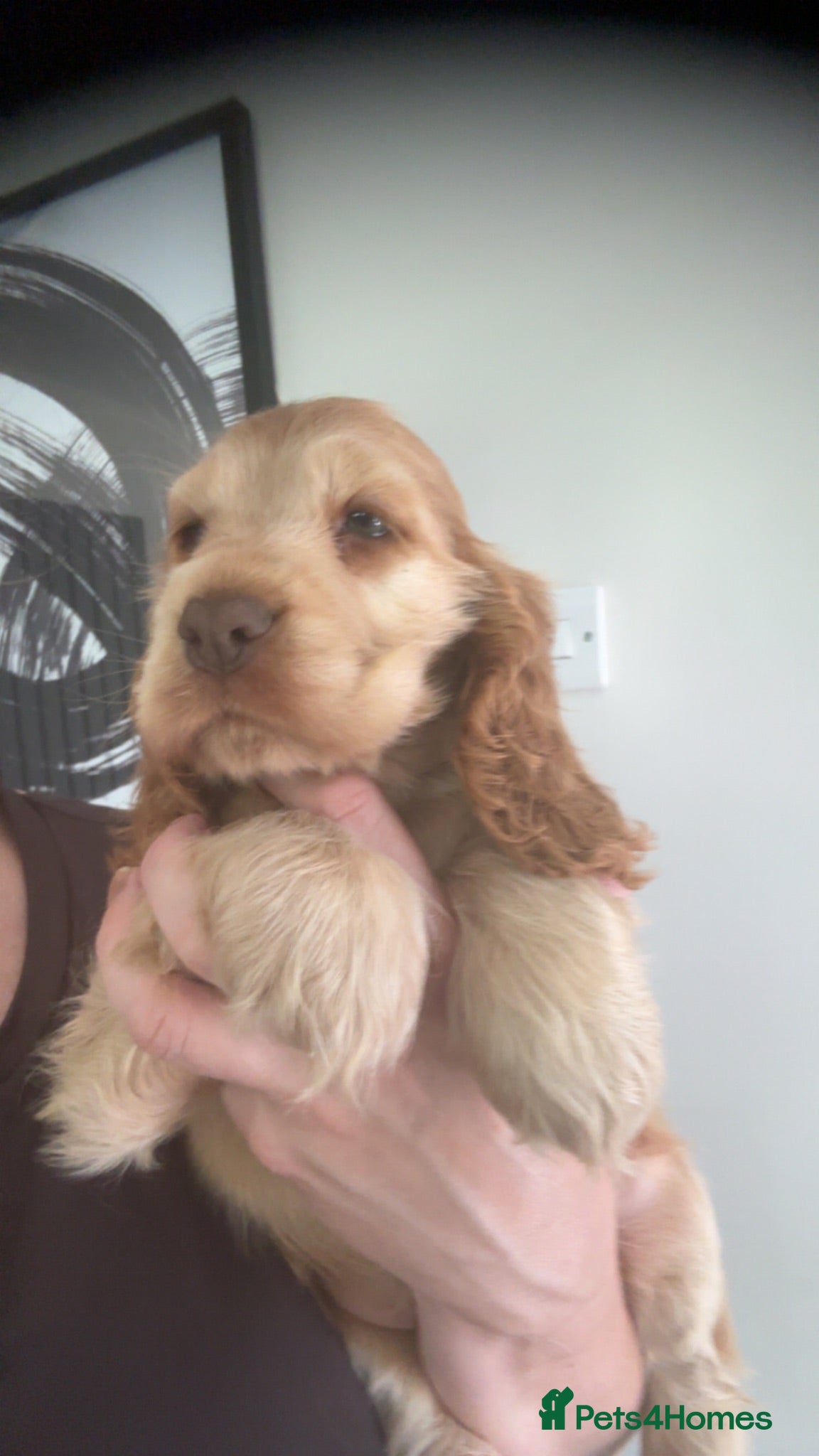 Cocker Spaniel dogs KC Registered Sable Show cocker spaniels  - Advert 2