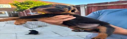 Rottweiler dogs for sale: Fazal  - Advert 5