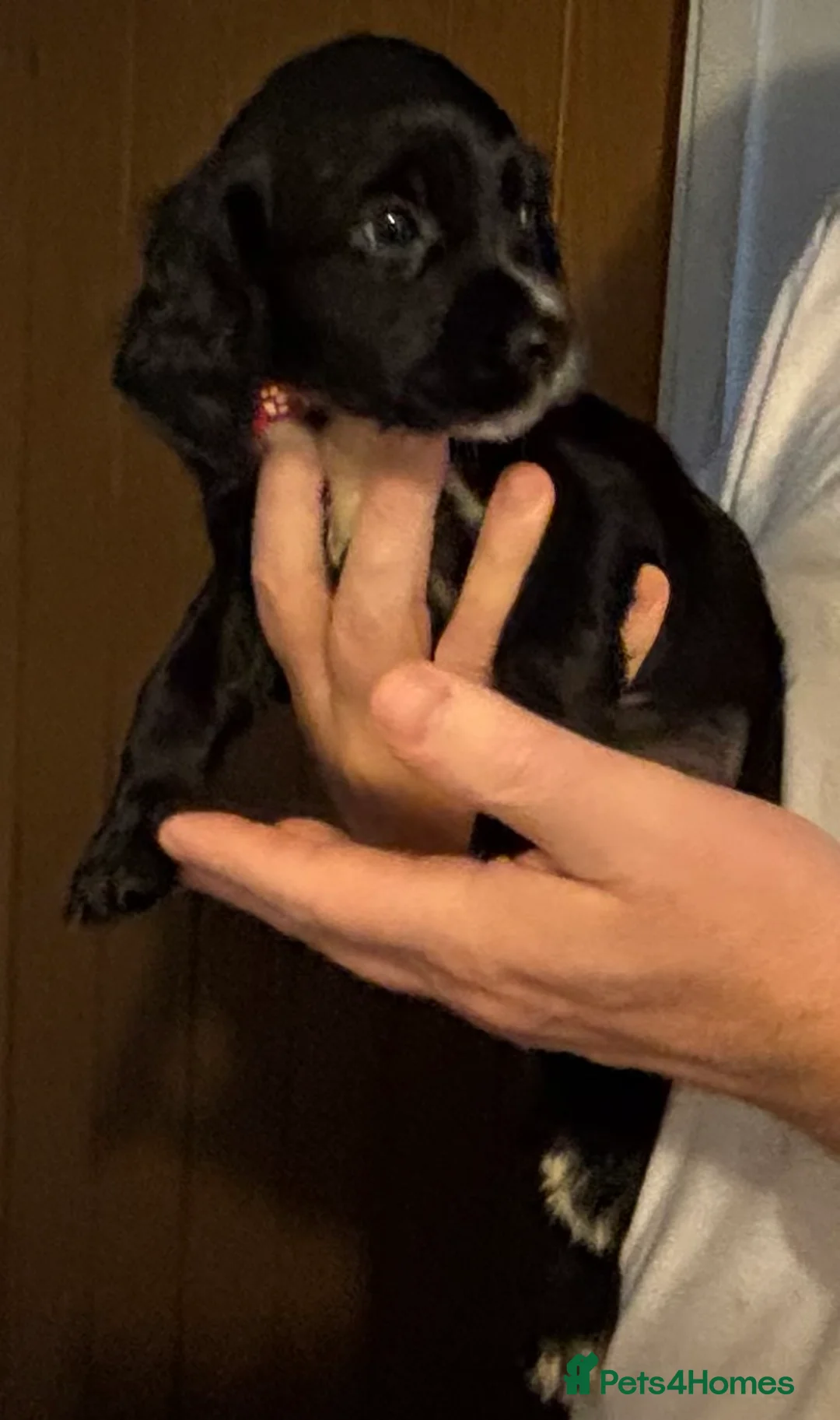 Cocker Spaniel dogs for sale: Cocker Spaniel Puppies  - Advert 19