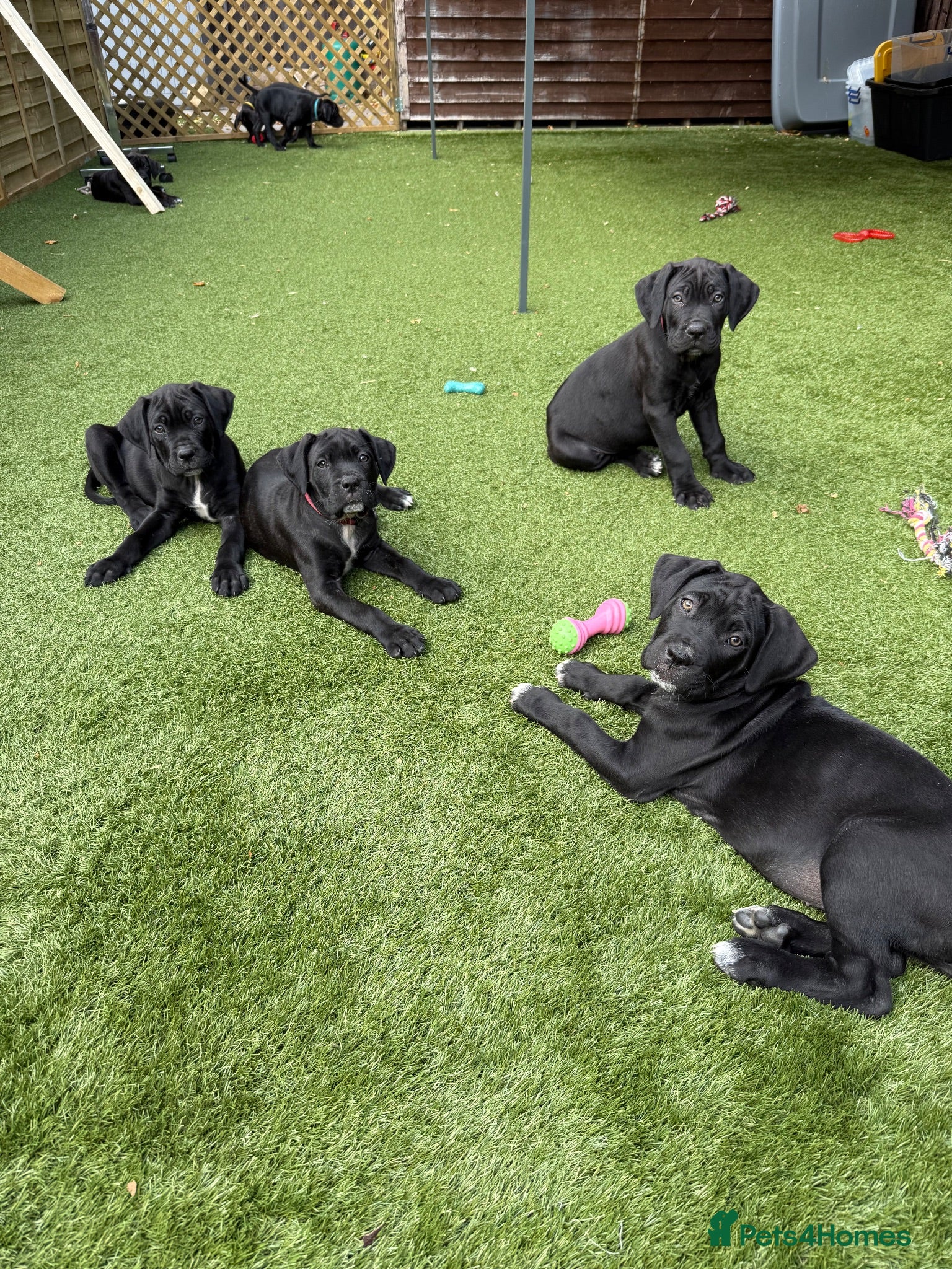 Cane Corso dogs Cane corso puppies - Advert 2