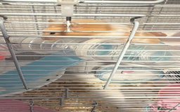 Hamster rodents for sale: Female hamster - Image 4