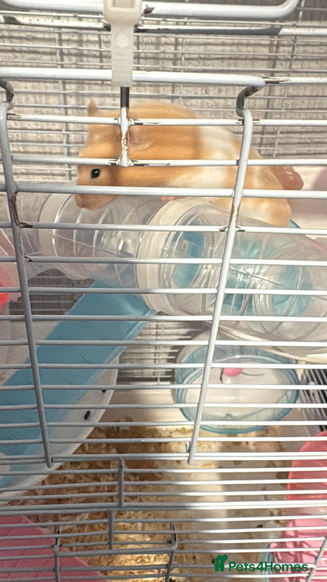 Hamster rodents for sale: Female hamster - Image 4