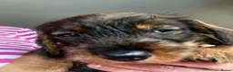 Dachshund dogs for sale: Wirehaired Dachshund Puppies (STD) - Advert 11