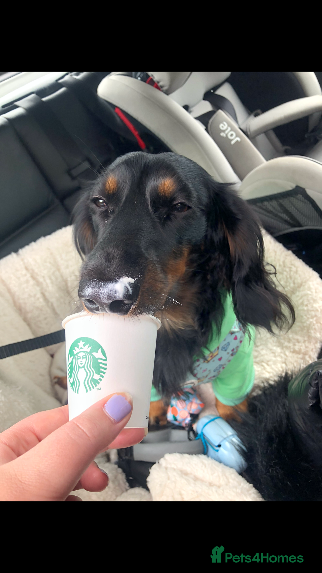 Miniature Dachshund dogs for sale:  long haired miniature dachshund male KC registere - Advert 22