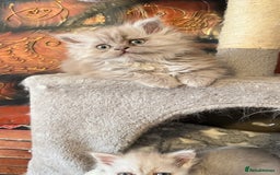 Persian cats for sale: Persian kitten ready to go - Image 30