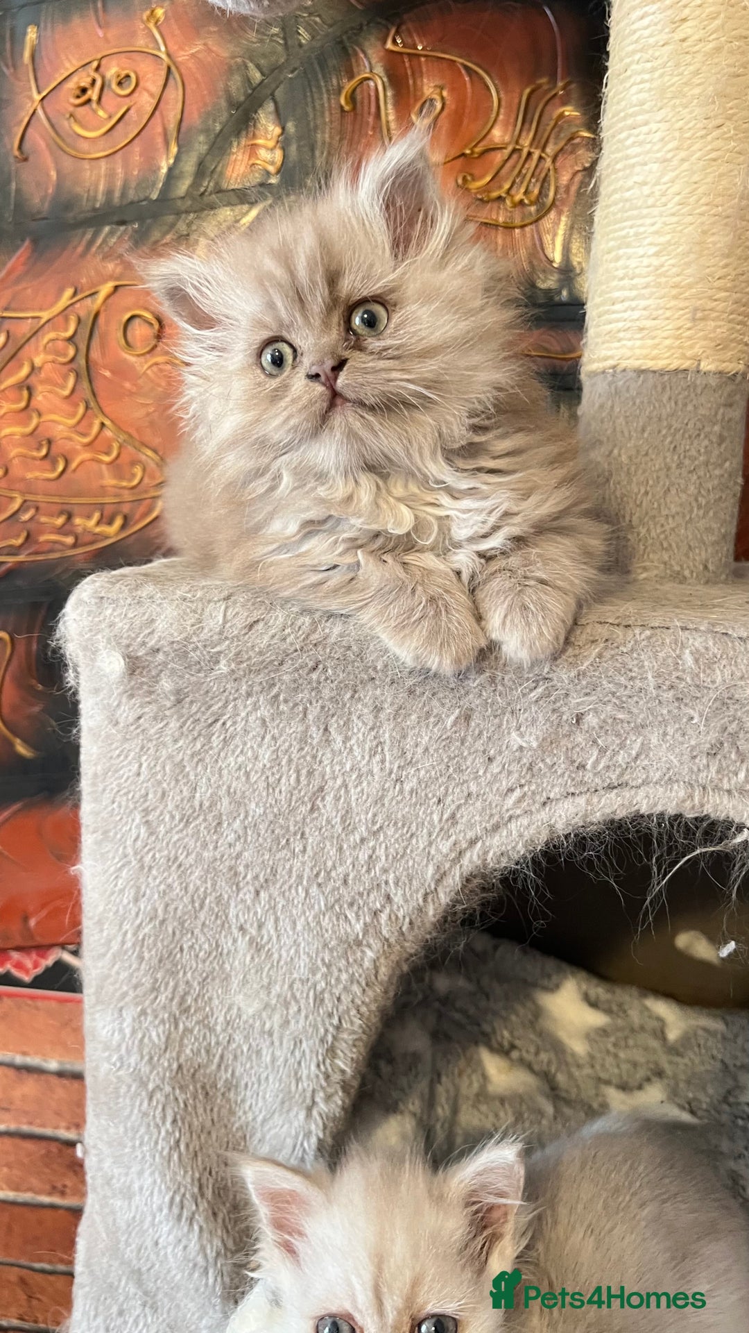 Persian cats for sale: Persian kitten ready to go - Image 30