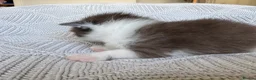 Mixed Breed cats for sale: Beautiful kittens for sale  - Advert 11